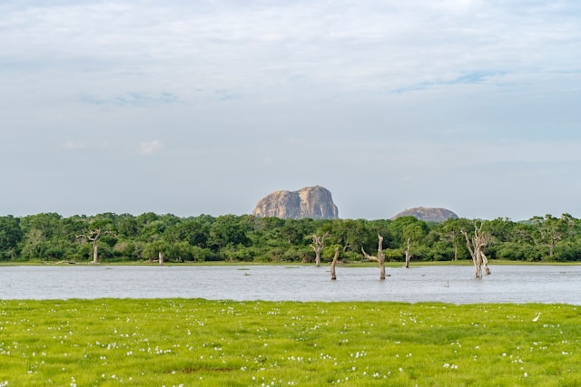 Wildlife Safari Secrets